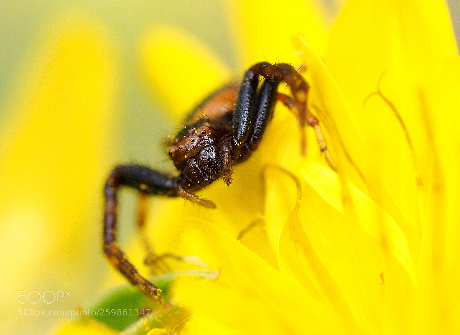 Olympus OM-D E-M1 sample photo. Spider photography
