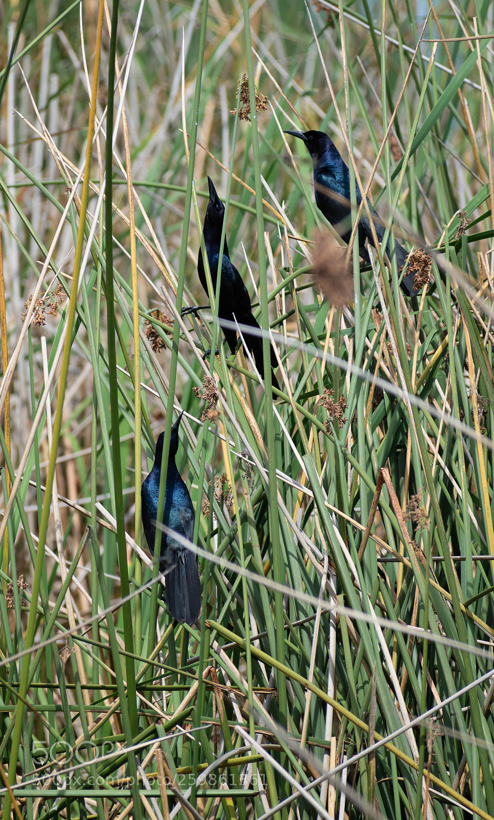 Nikon D5500 sample photo. Boat-tailed grackles photography