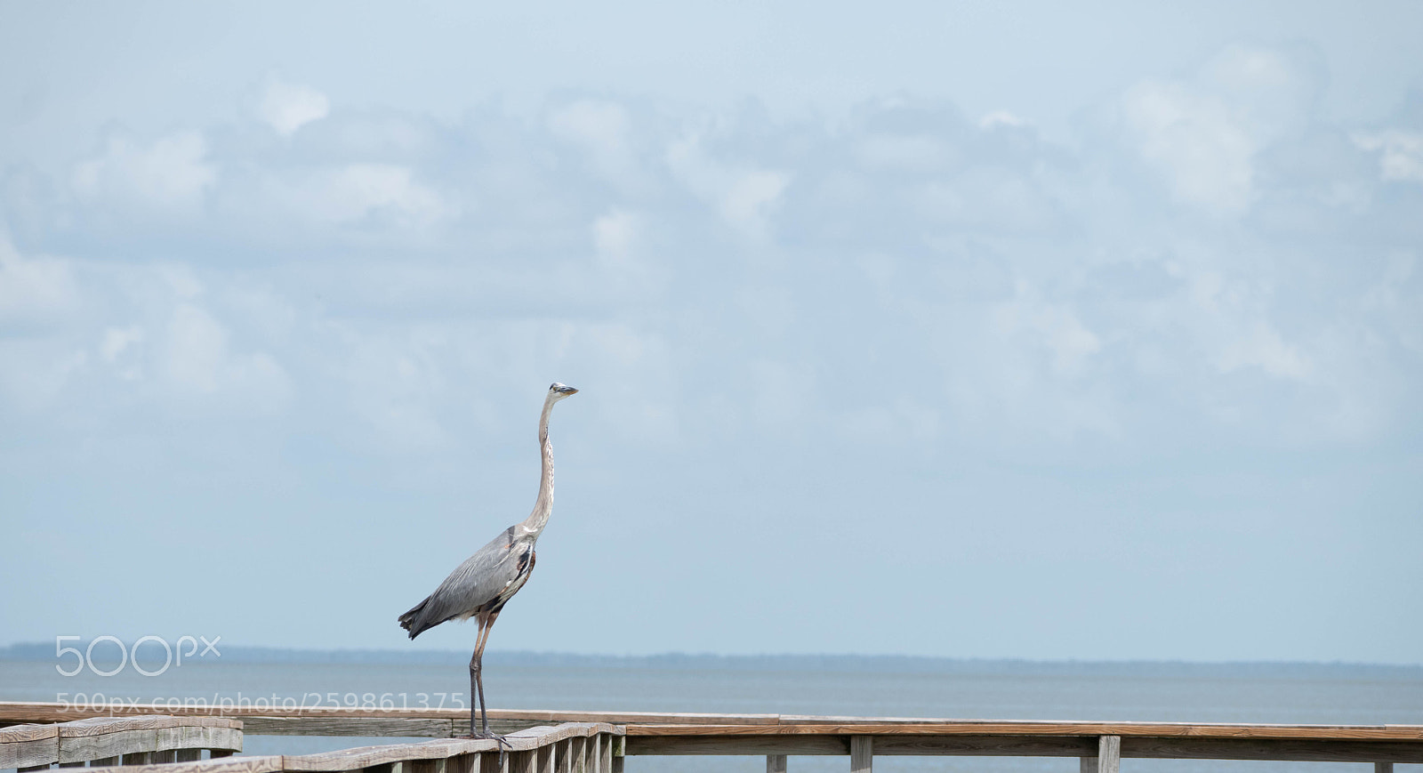 Nikon D5500 sample photo. Great blue heron photography