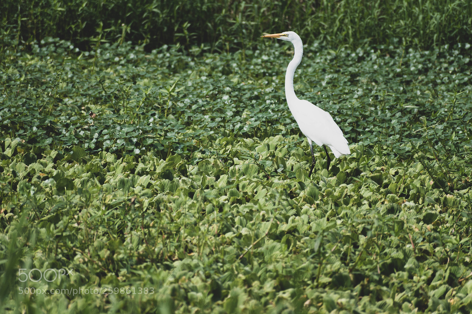 Nikon D5500 sample photo. Great egret photography