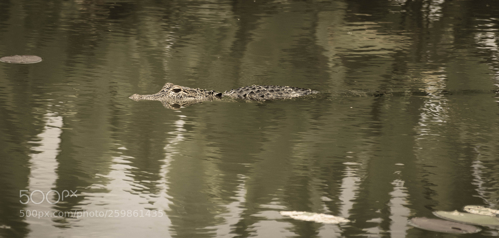 Nikon D5500 sample photo. Young alligator photography