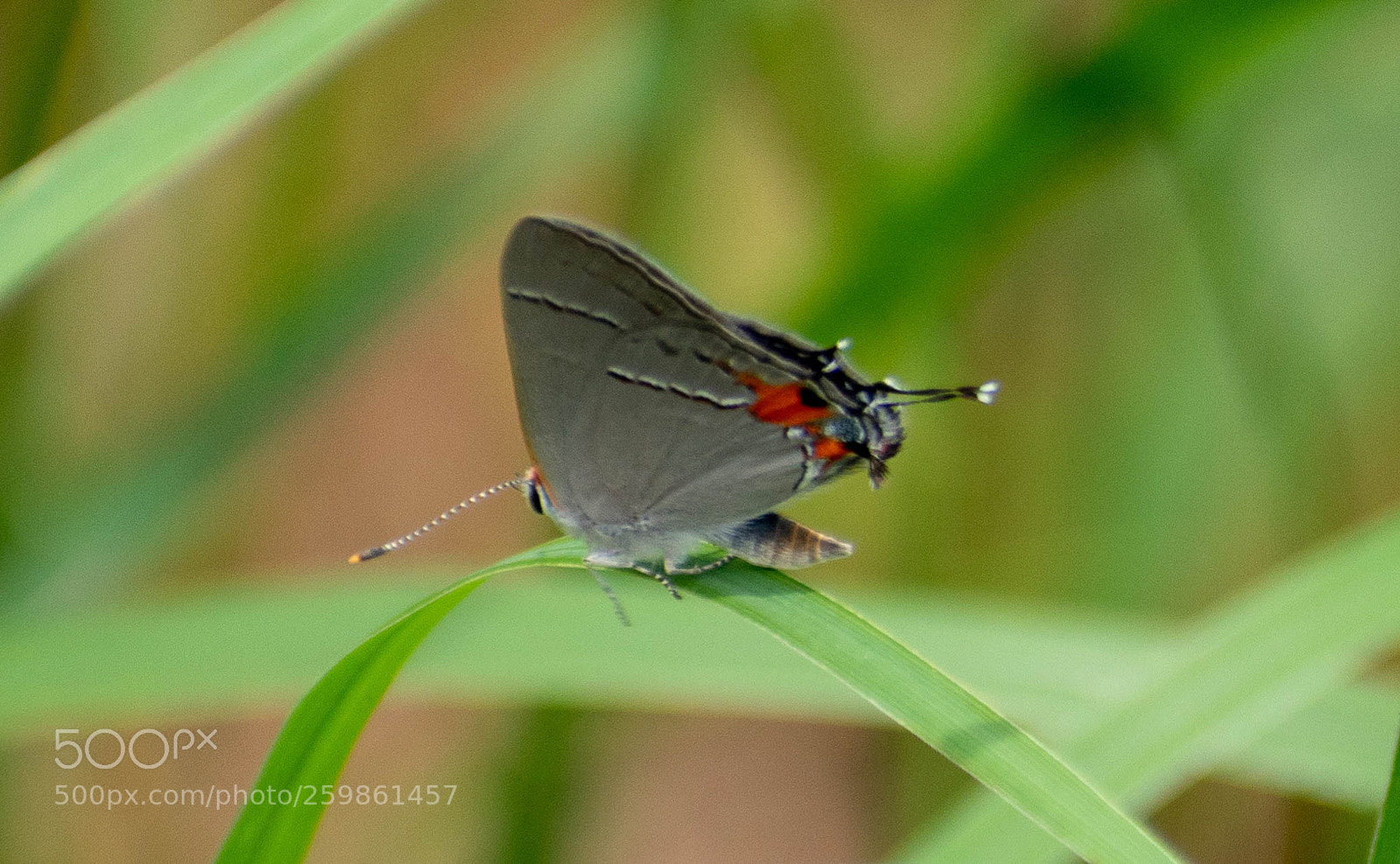 Nikon D5500 sample photo. Gray hairstreak photography
