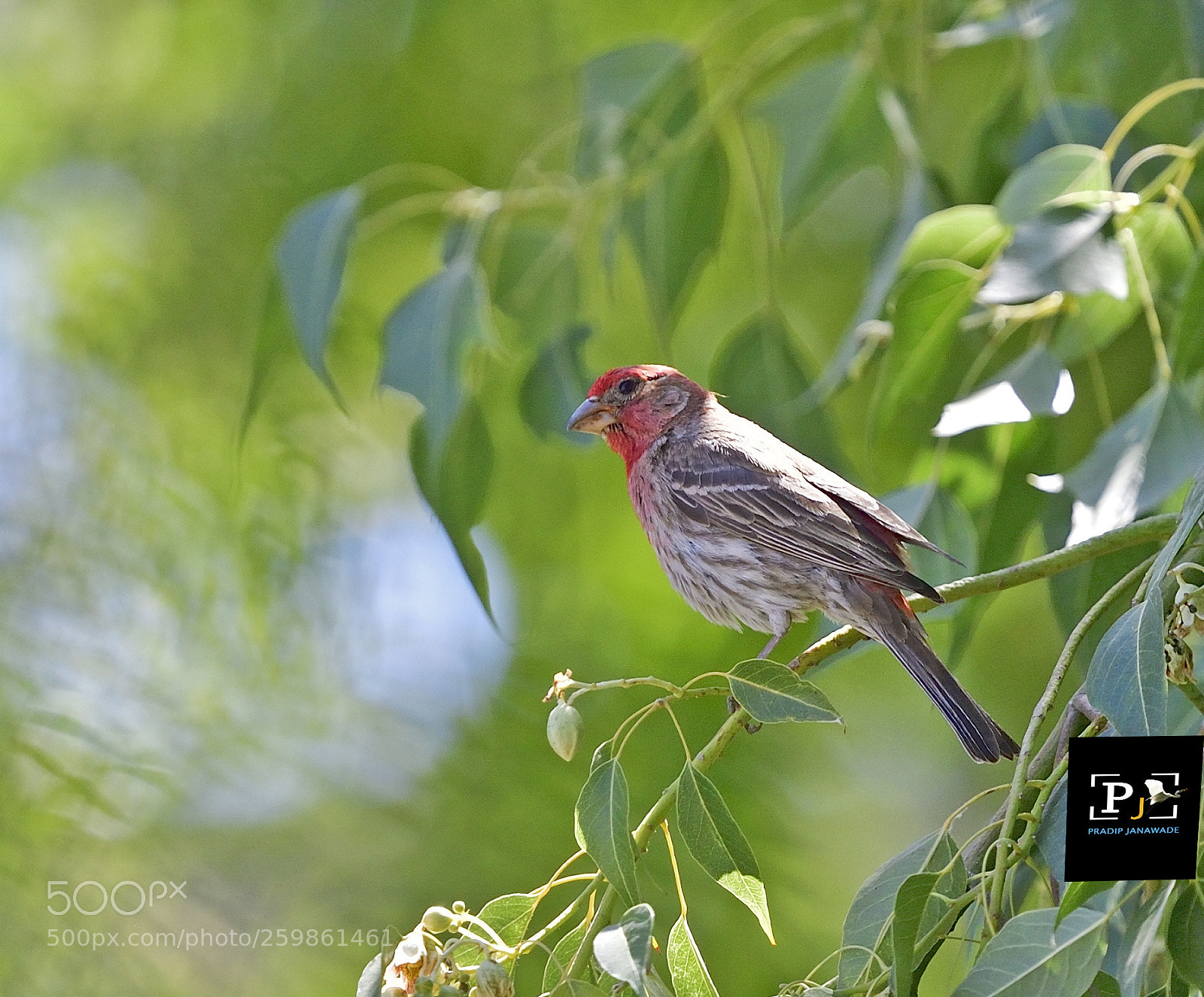 Nikon D5 sample photo. House finches[sparrow] photography