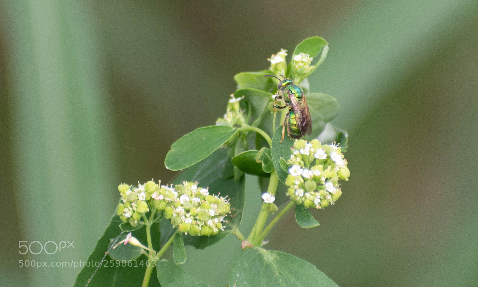 Nikon D5500 sample photo. Green bee on blueberry photography