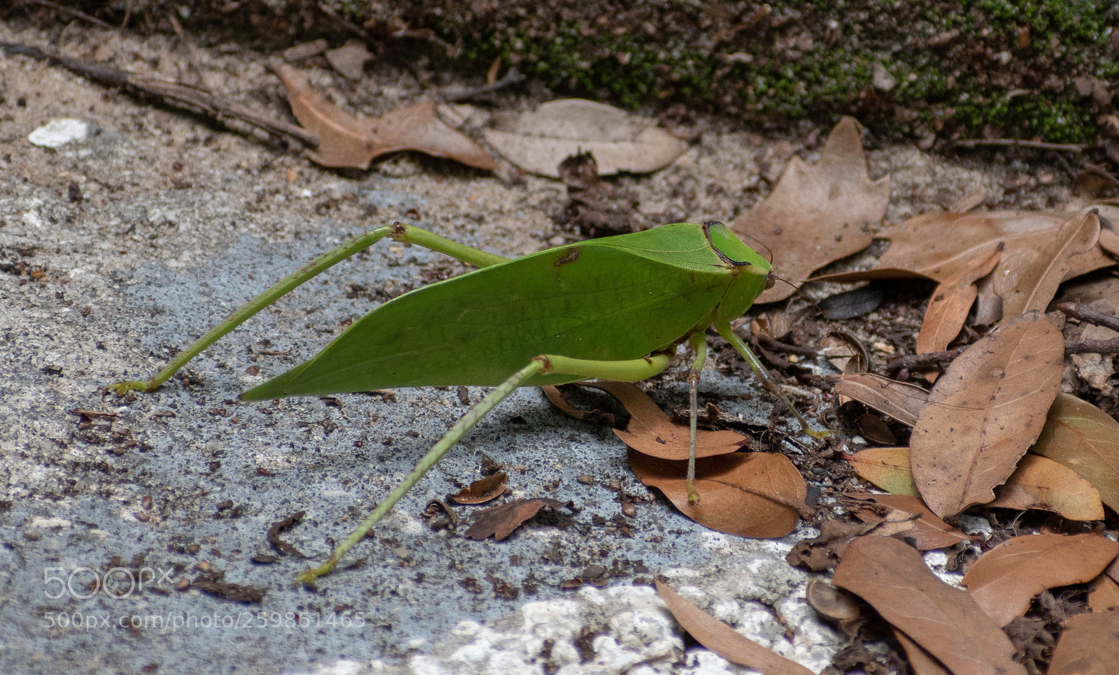 Nikon D5500 sample photo. Leaf bug photography