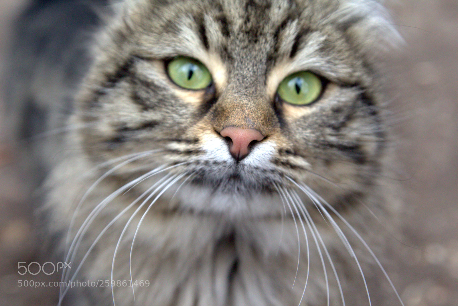 Canon EOS 700D (EOS Rebel T5i / EOS Kiss X7i) sample photo. Eye of the tiger photography