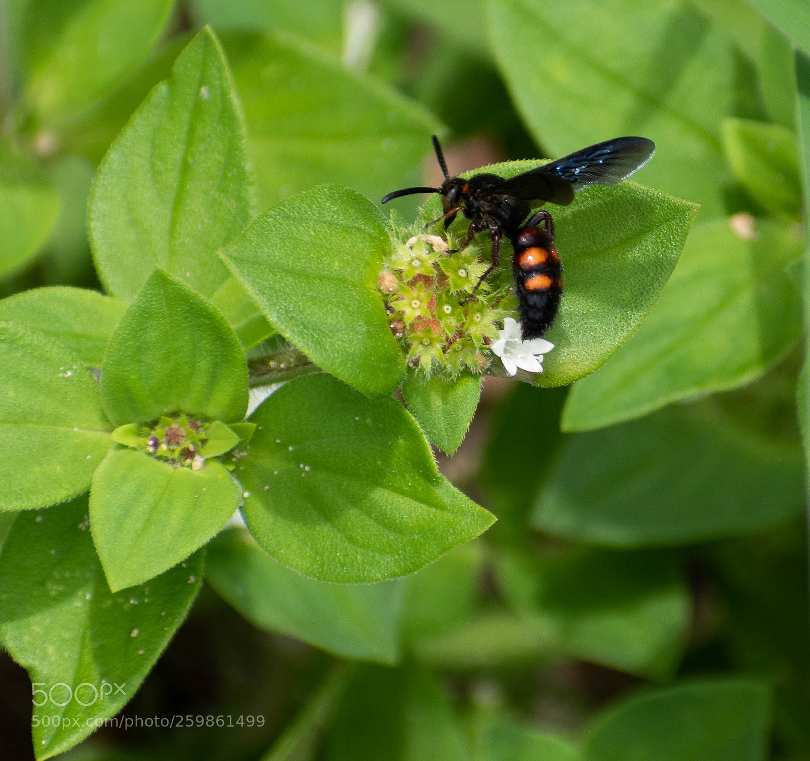 Nikon D5500 sample photo. Scoliid wasp photography