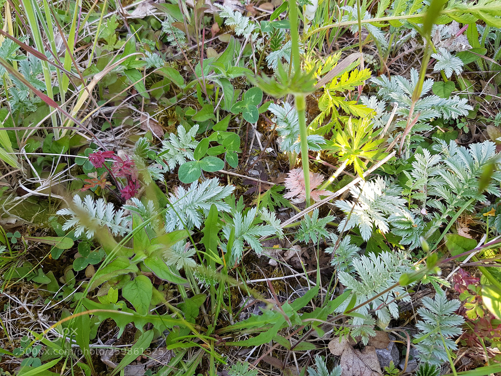 Samsung Galaxy S8 sample photo. Plantlife photography