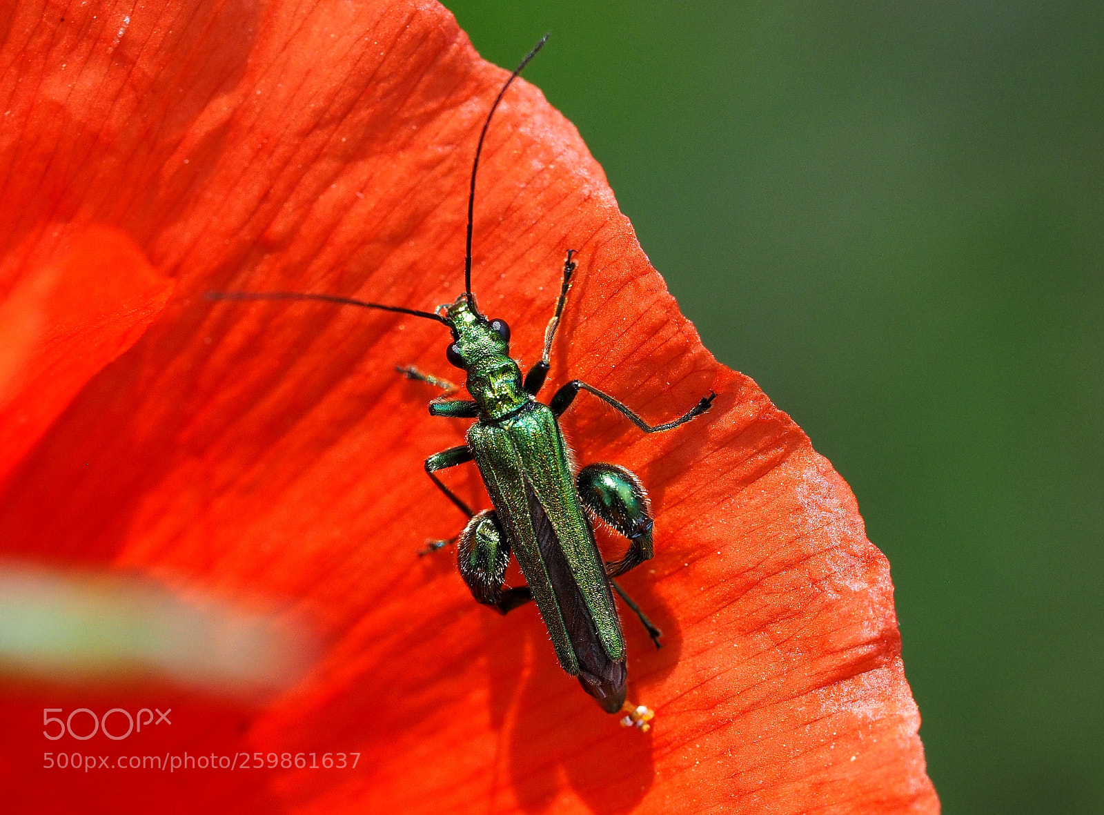 Olympus OM-D E-M1 sample photo. Red and green photography