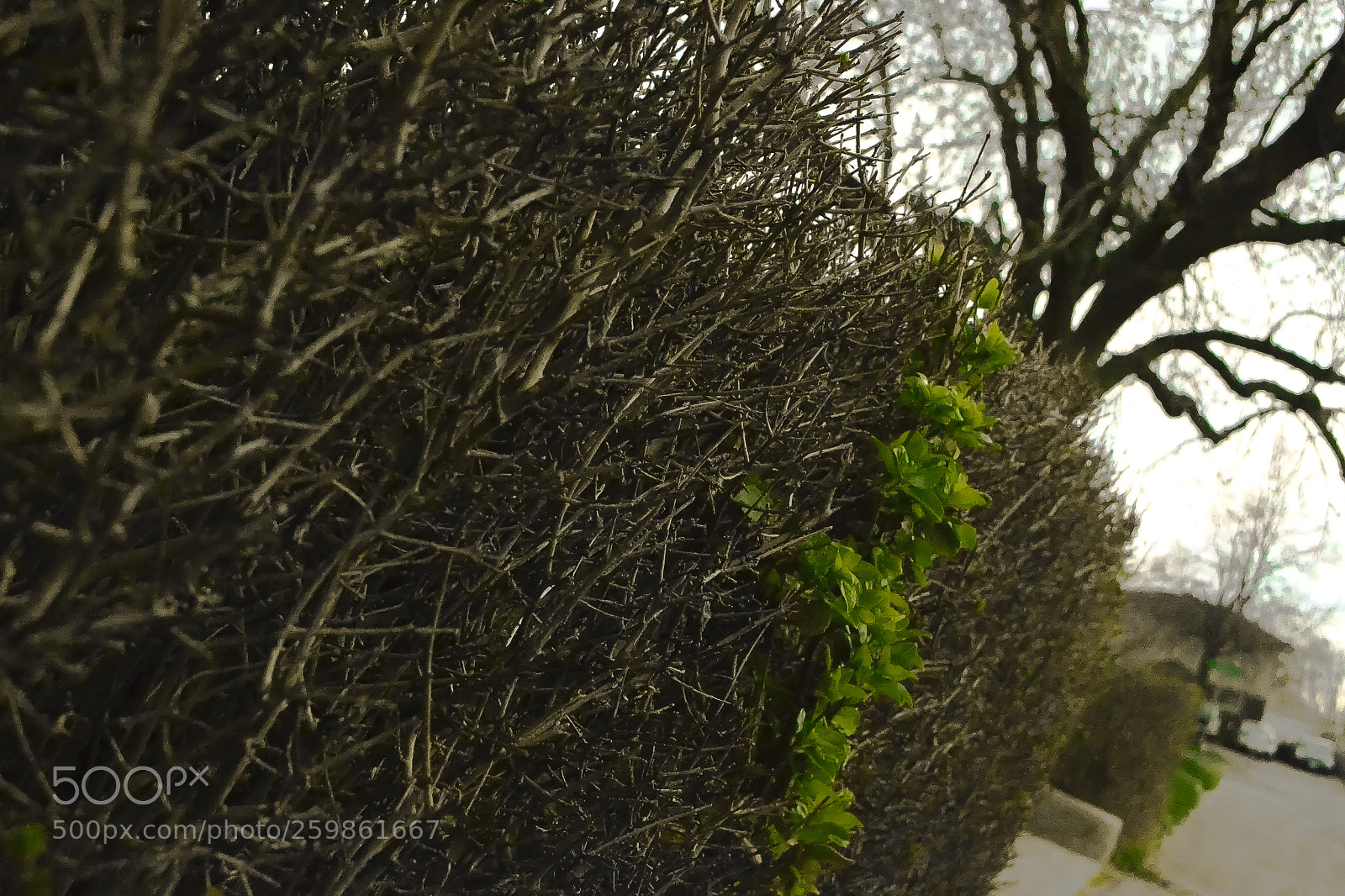 Nikon D3100 sample photo. Texture photography