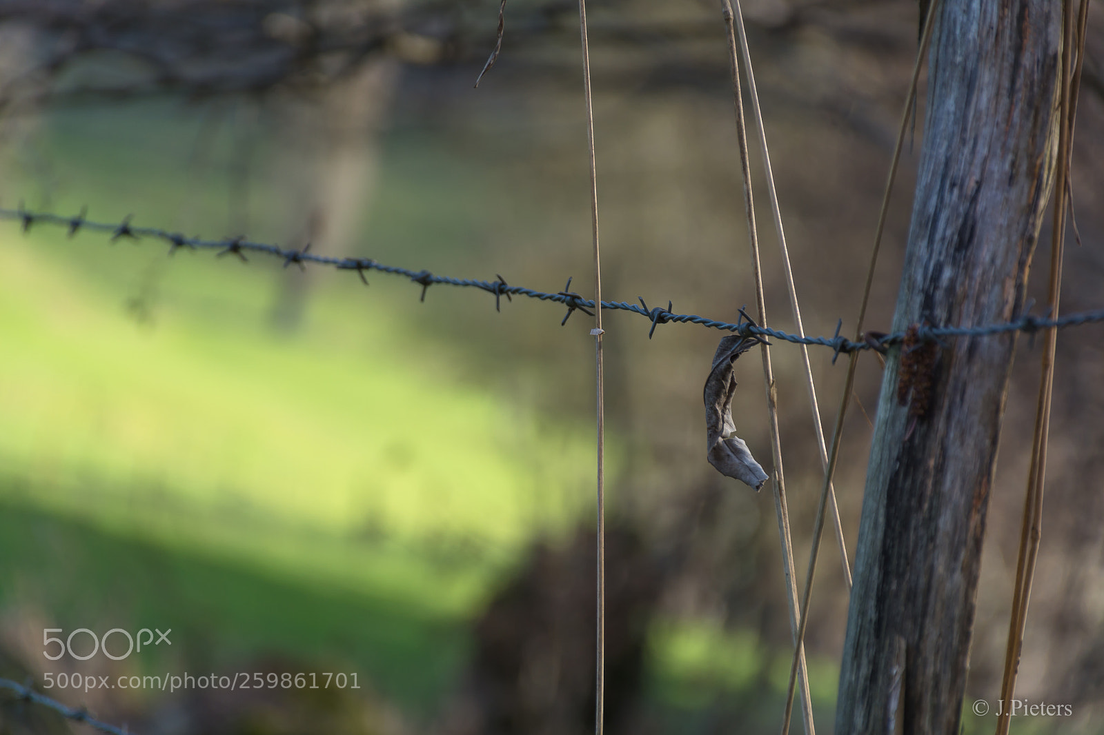 Nikon D7100 sample photo. Feuille morte photography