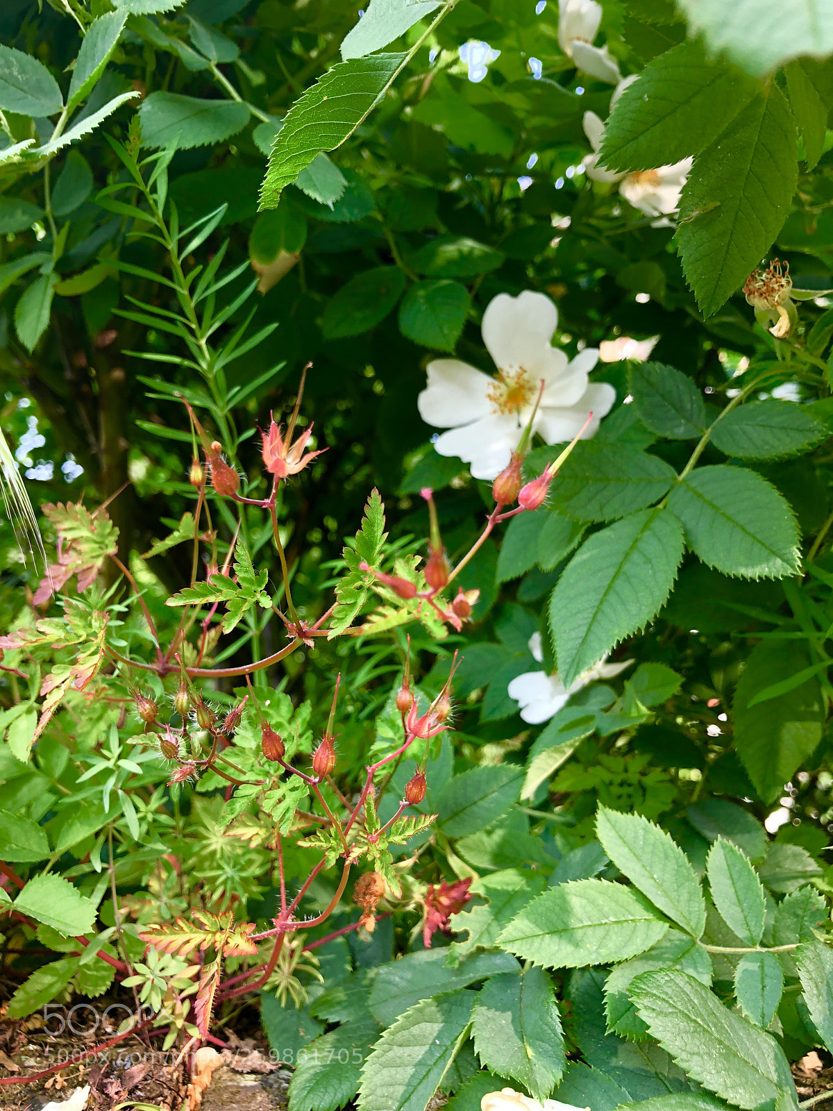 Apple iPhone X sample photo. Untitled photography