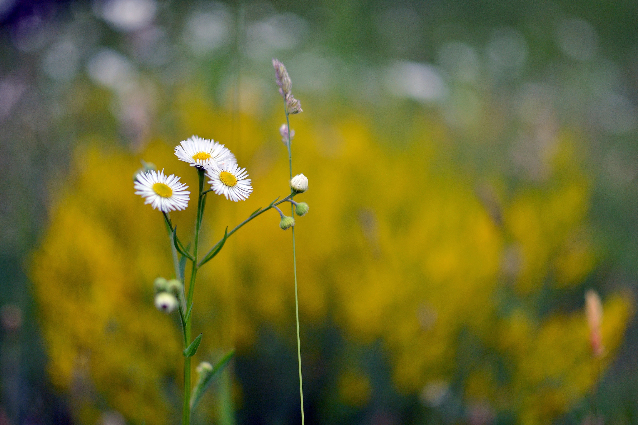 Nikon D3100 + Nikon AF-S DX Nikkor 35mm F1.8G sample photo. . photography
