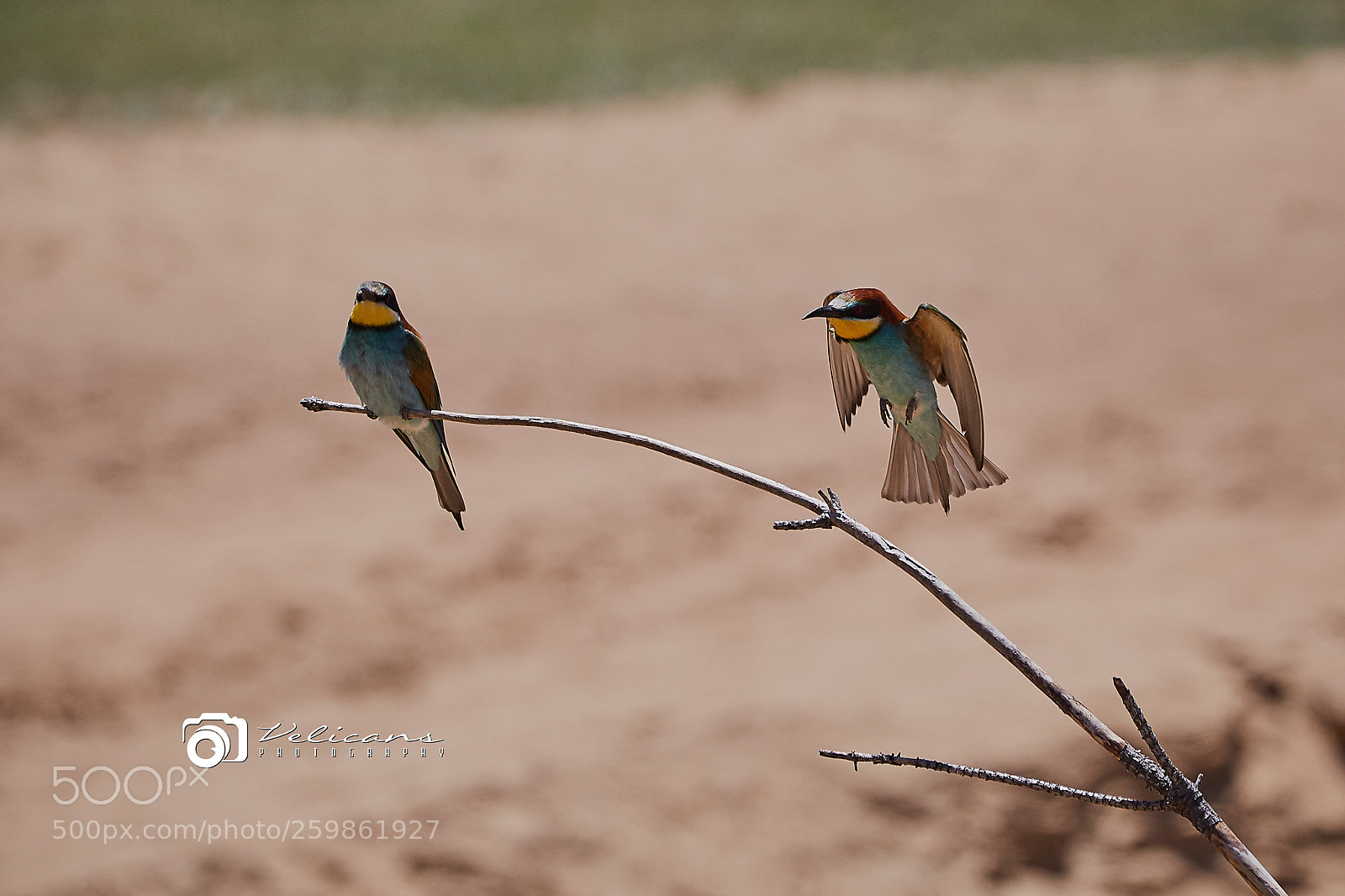 Canon EOS 6D sample photo. Prigoriile sau meropidele (meropidae) photography