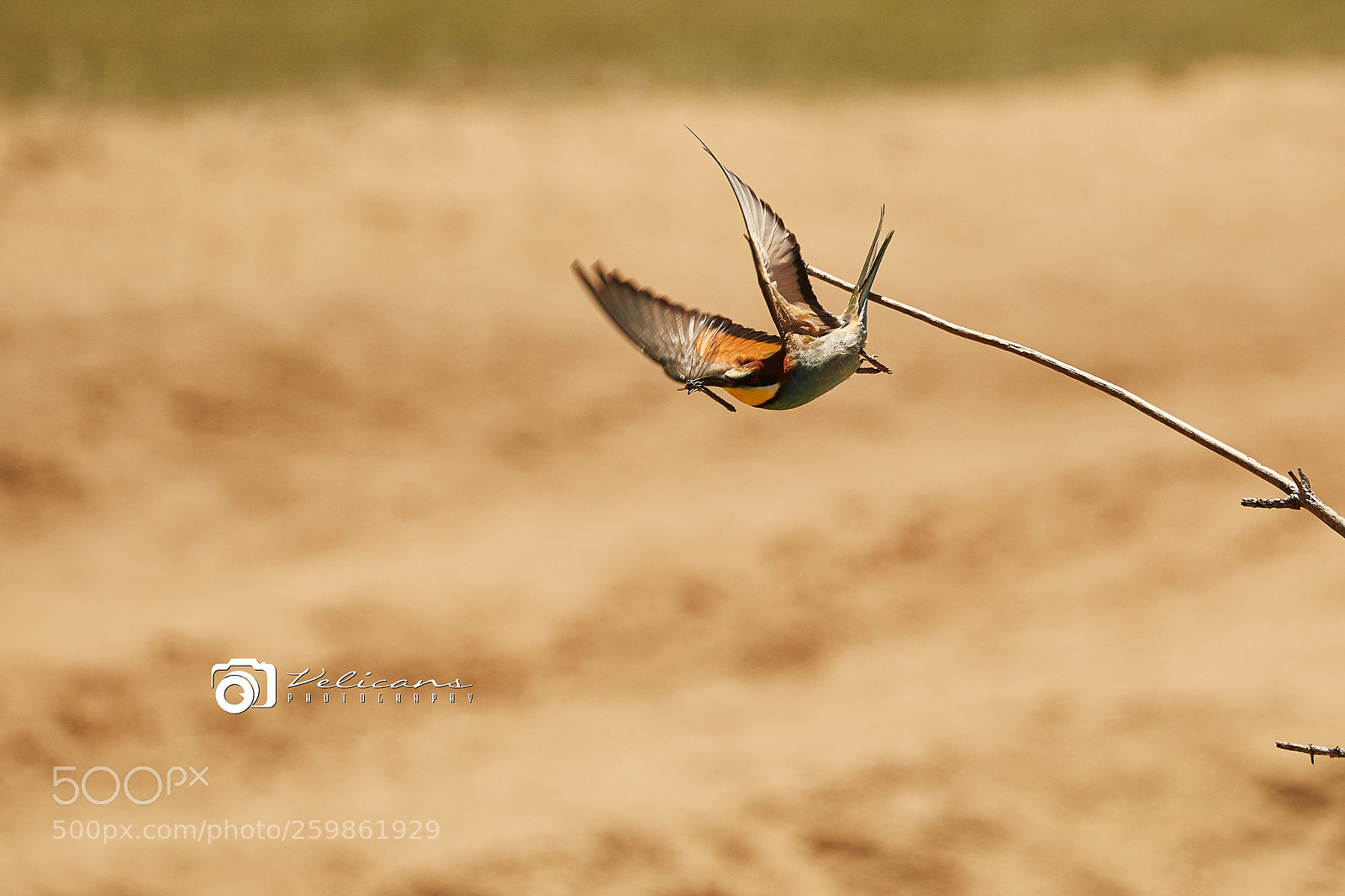 Canon EOS 6D sample photo. Prigoriile sau meropidele meropidae photography