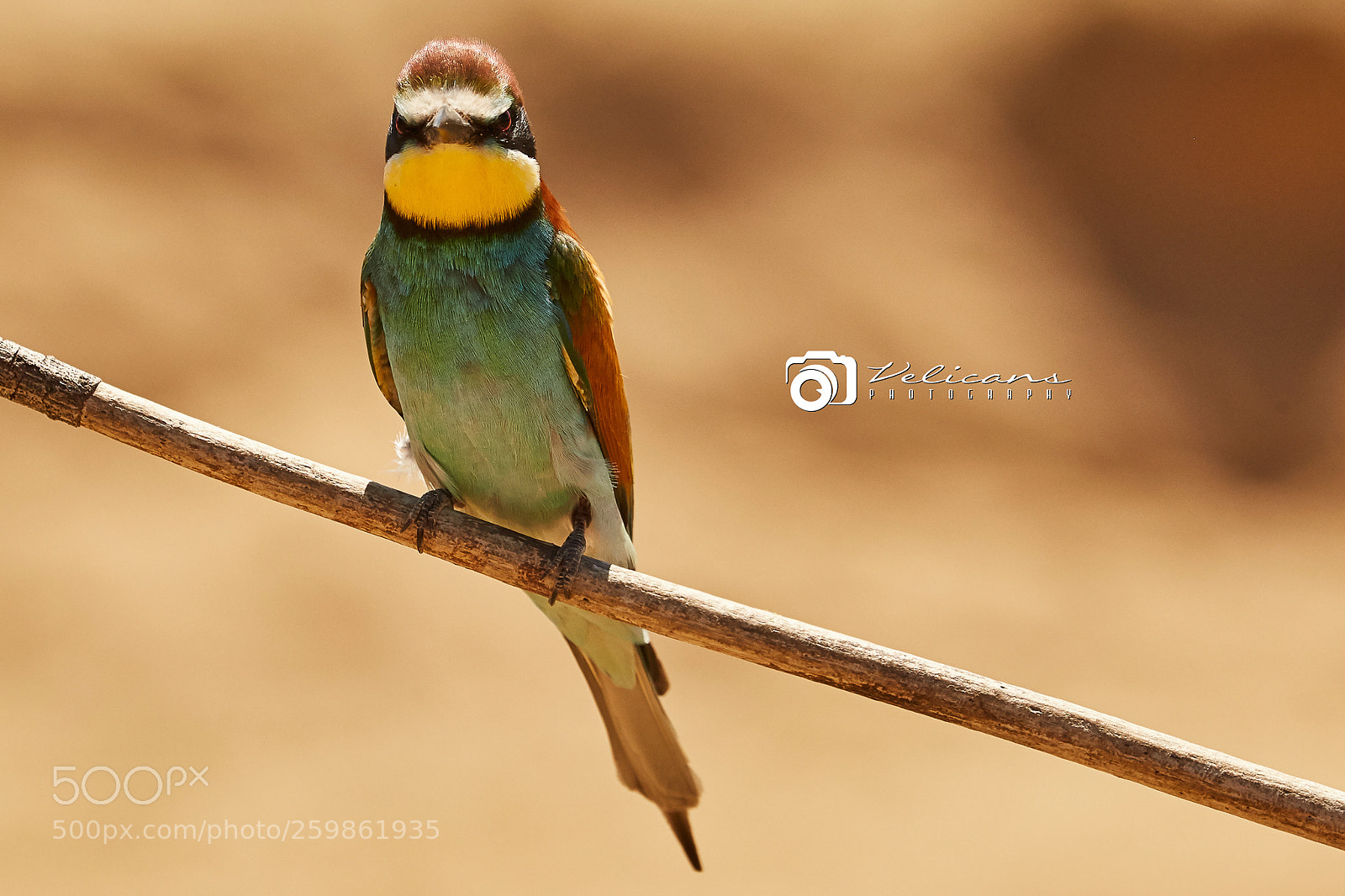 Canon EOS 6D sample photo. Prigoriile sau meropidele (meropidae) photography