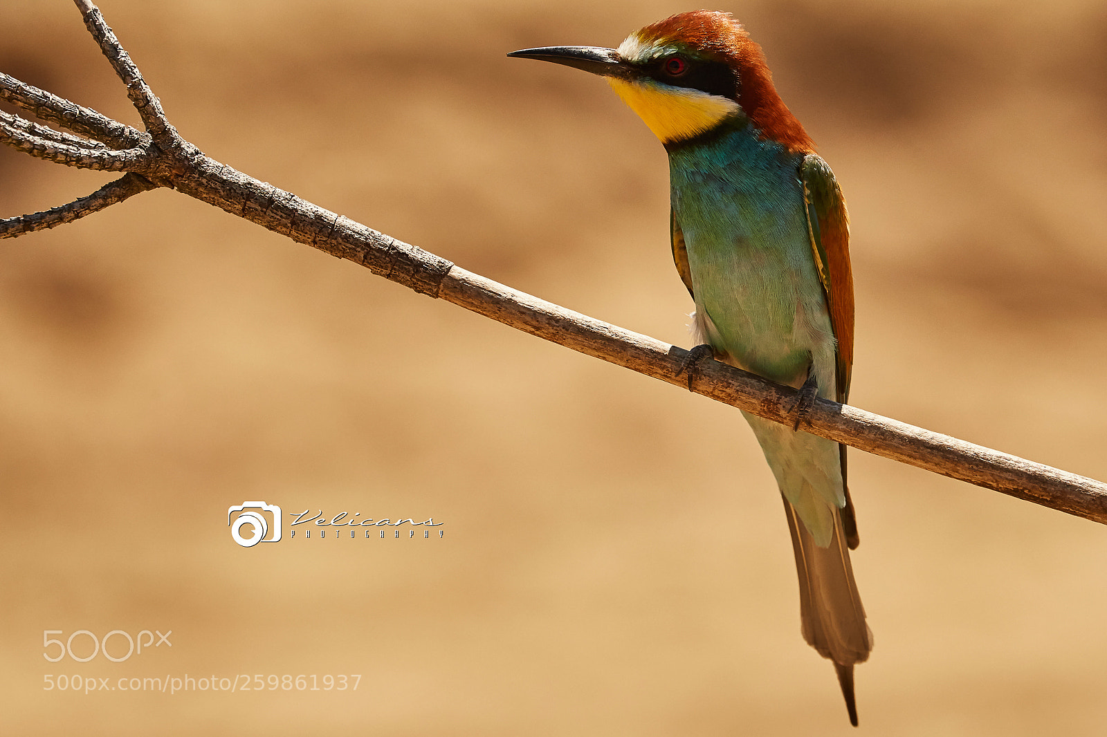 Canon EOS 6D sample photo. Prigoriile sau meropidele (meropidae) photography