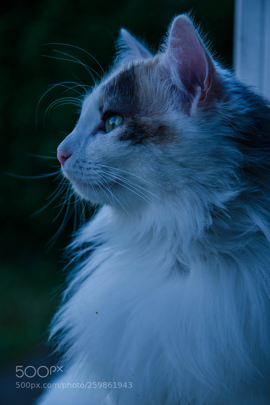 Nikon D7000 sample photo. What's in your mind ? photography