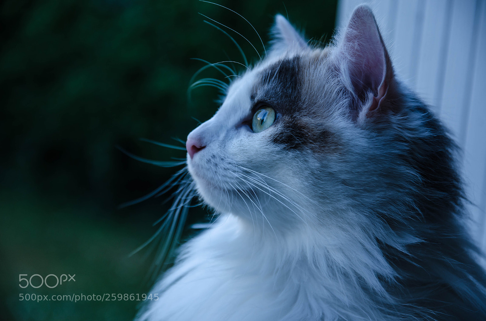 Nikon D7000 sample photo. What's in your mind ? photography