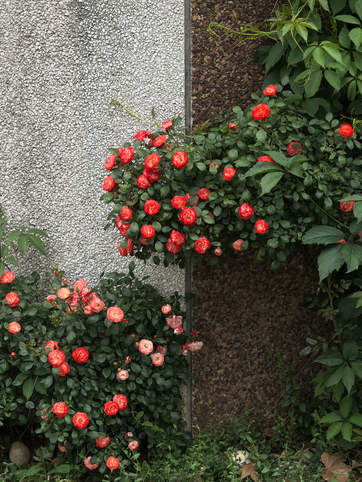 Panasonic Lumix DC-GX9 sample photo. *** photography