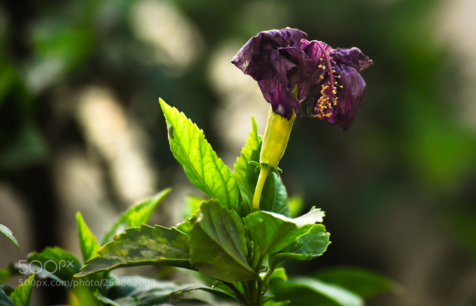 Nikon D5500 sample photo. Untitled photography