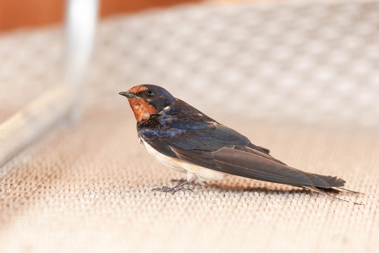 Canon EOS 5D Mark II sample photo. Swallow photography