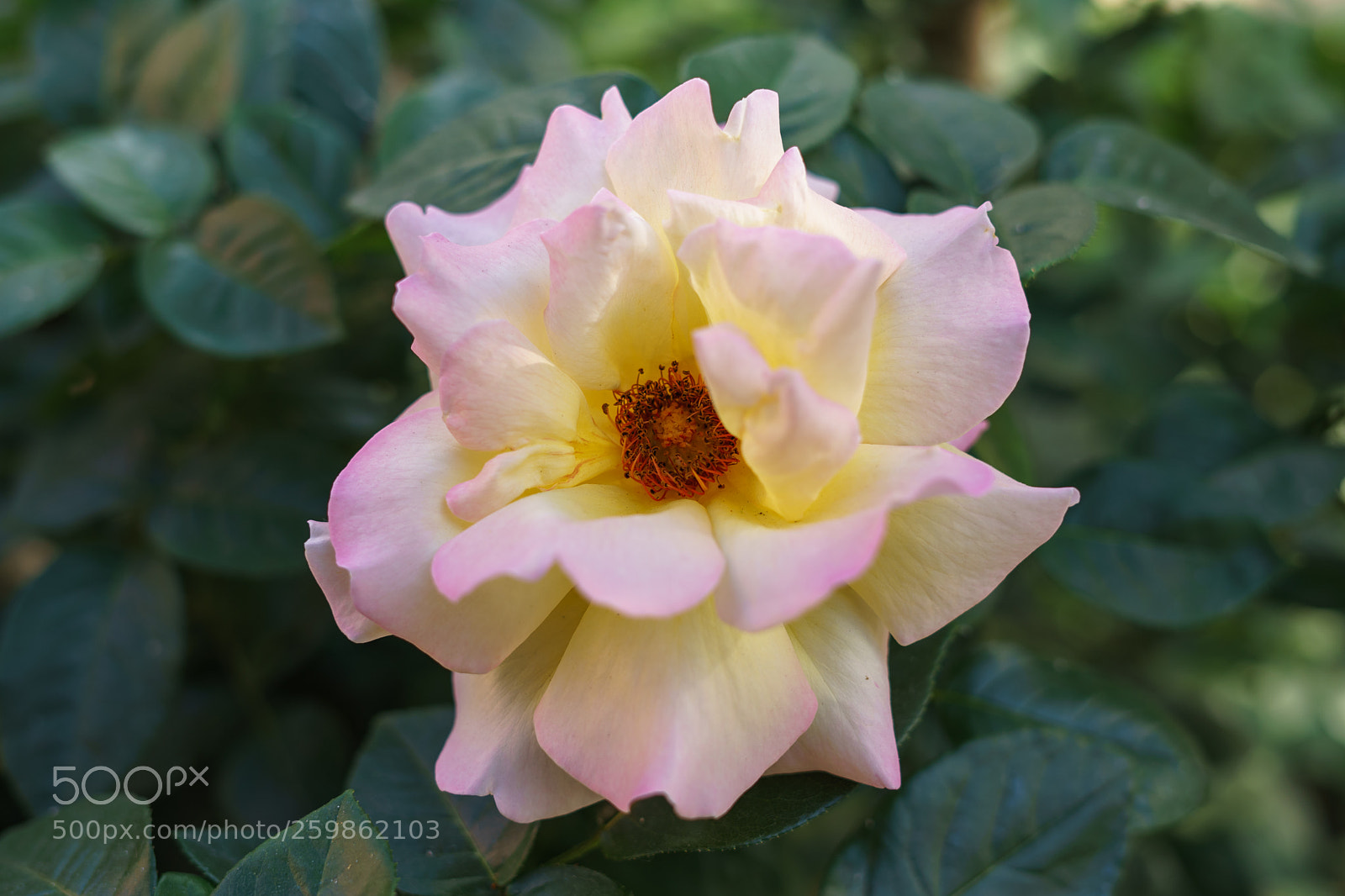 Sony a7 II sample photo. Dsc photography