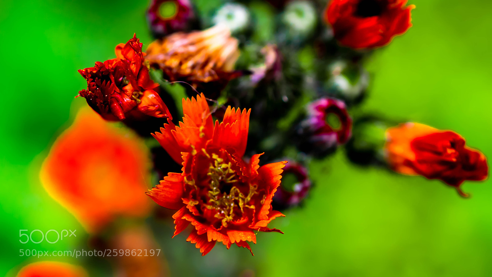 Nikon D5300 sample photo. Bllumen im garten photography