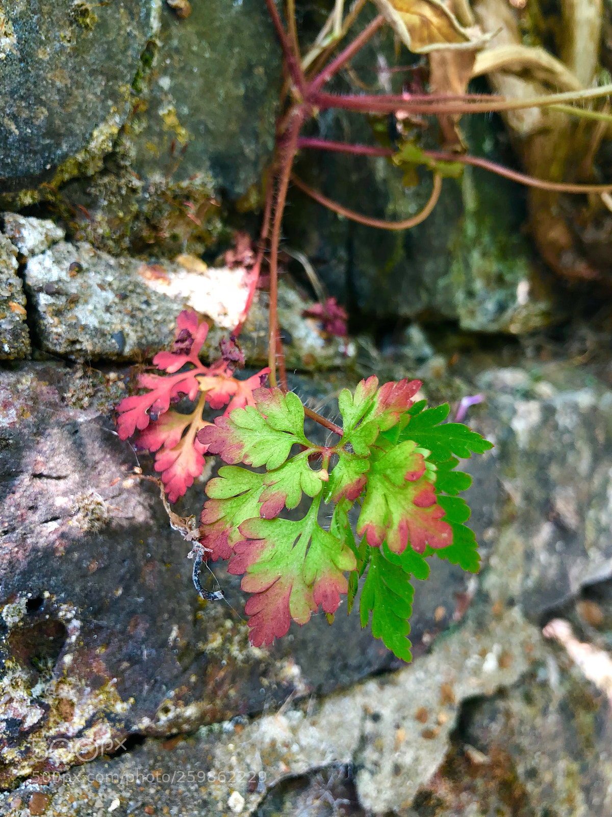 Apple iPhone X sample photo. Untitled photography