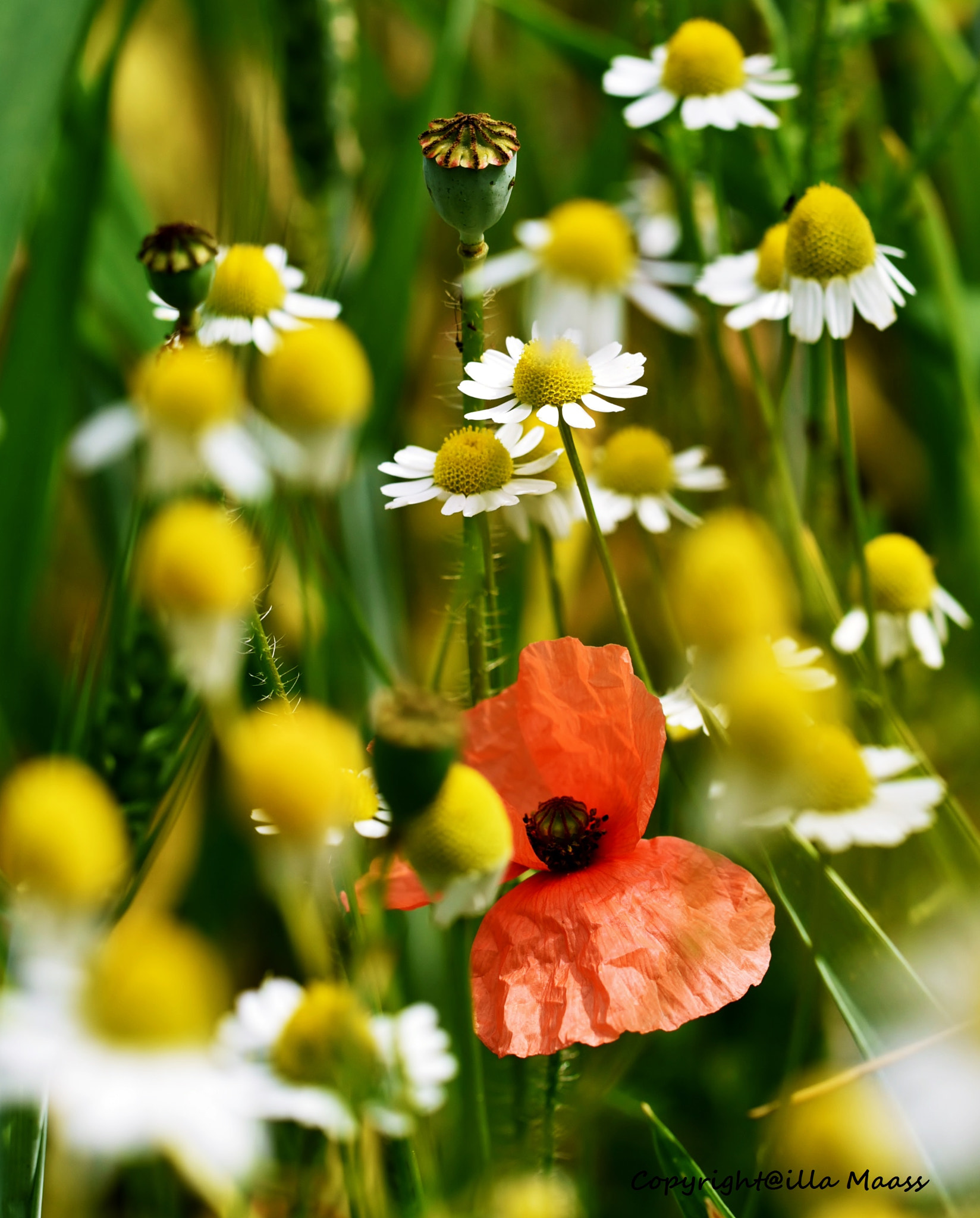 Nikon D750 sample photo. Versteckter mohn photography