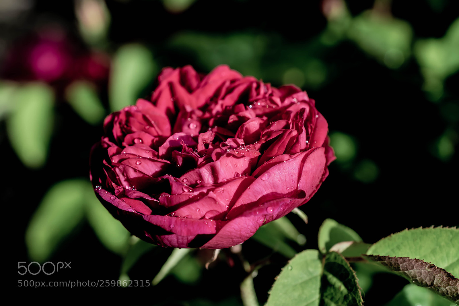 Nikon D5300 sample photo. Drops photography
