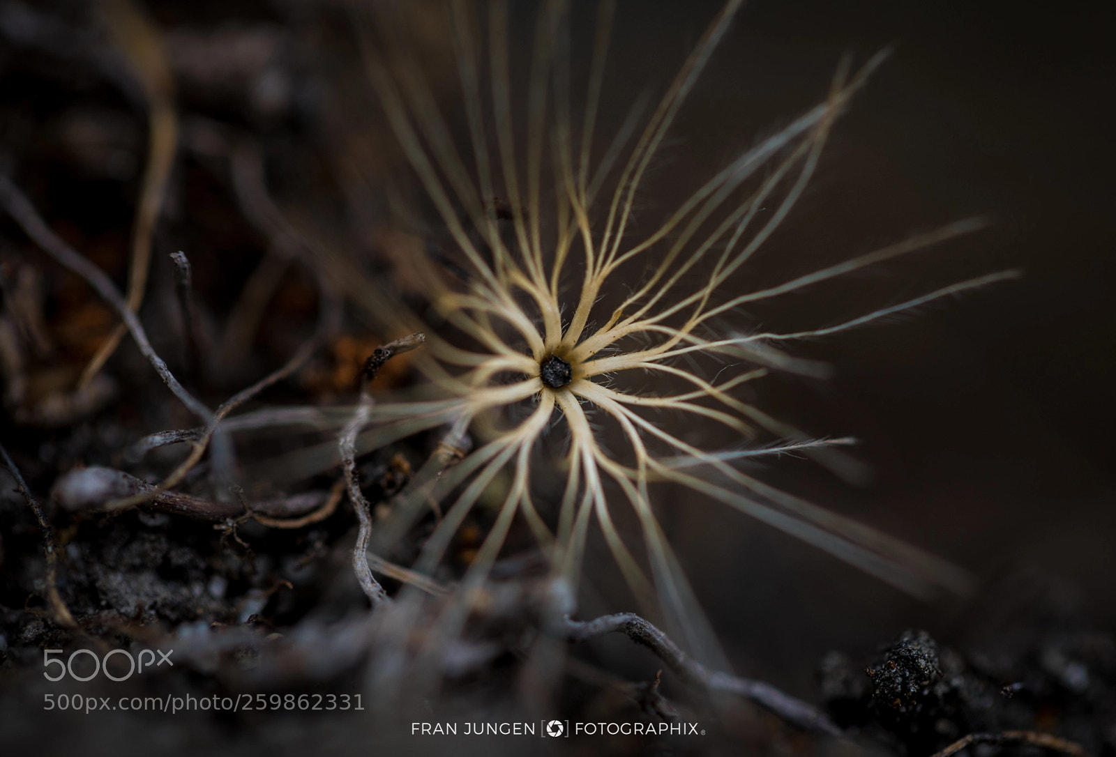 Canon EOS 5D Mark IV sample photo. [ furka star ] photography