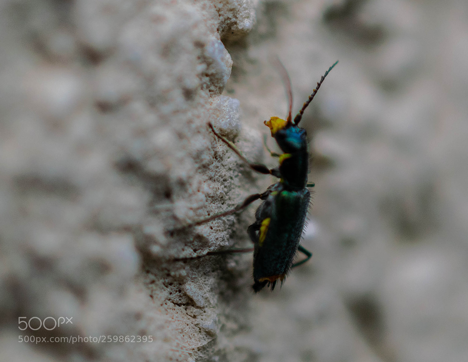 Nikon D5300 sample photo. Unbekanntes wesen photography