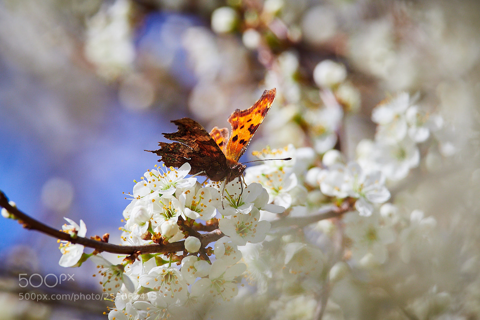 Olympus OM-D E-M1 Mark II sample photo. Der c-falter im bl photography