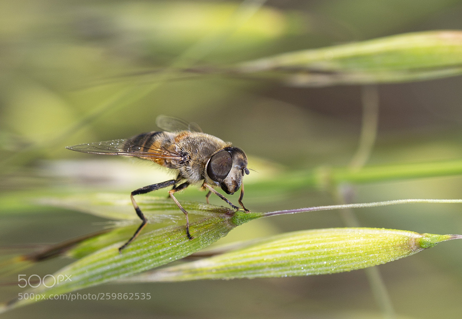 Canon EOS 6D sample photo. Bzzzz photography