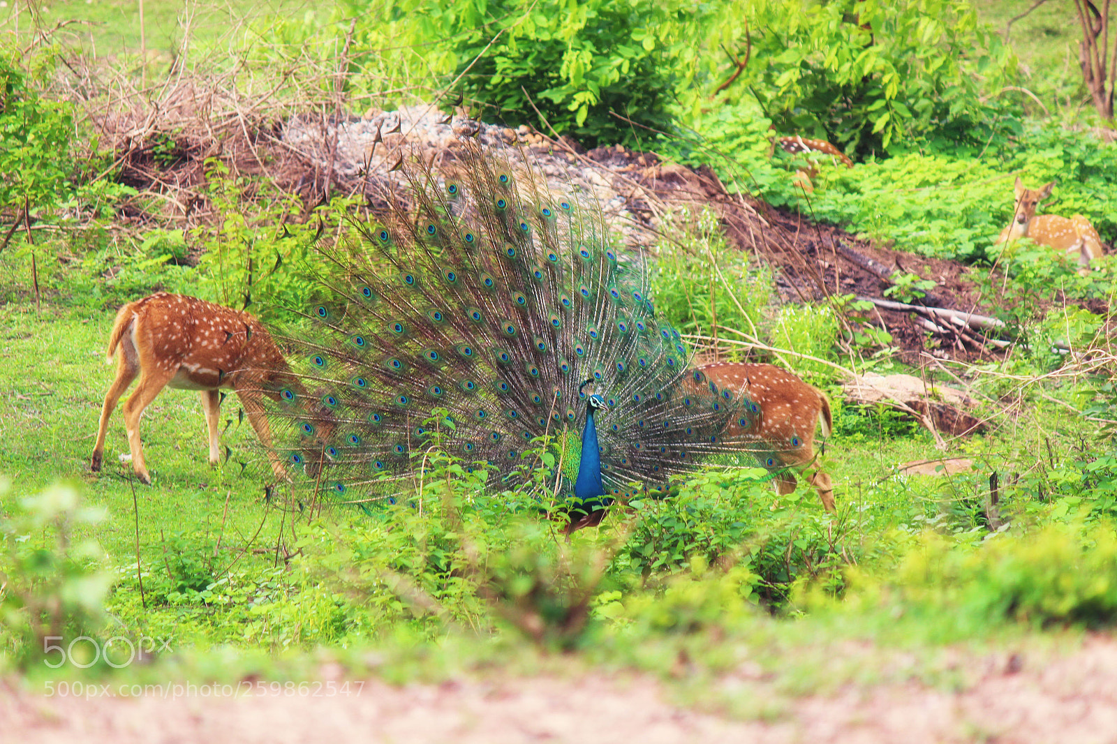 Canon EOS 650D (EOS Rebel T4i / EOS Kiss X6i) sample photo. The dancing peacock photography