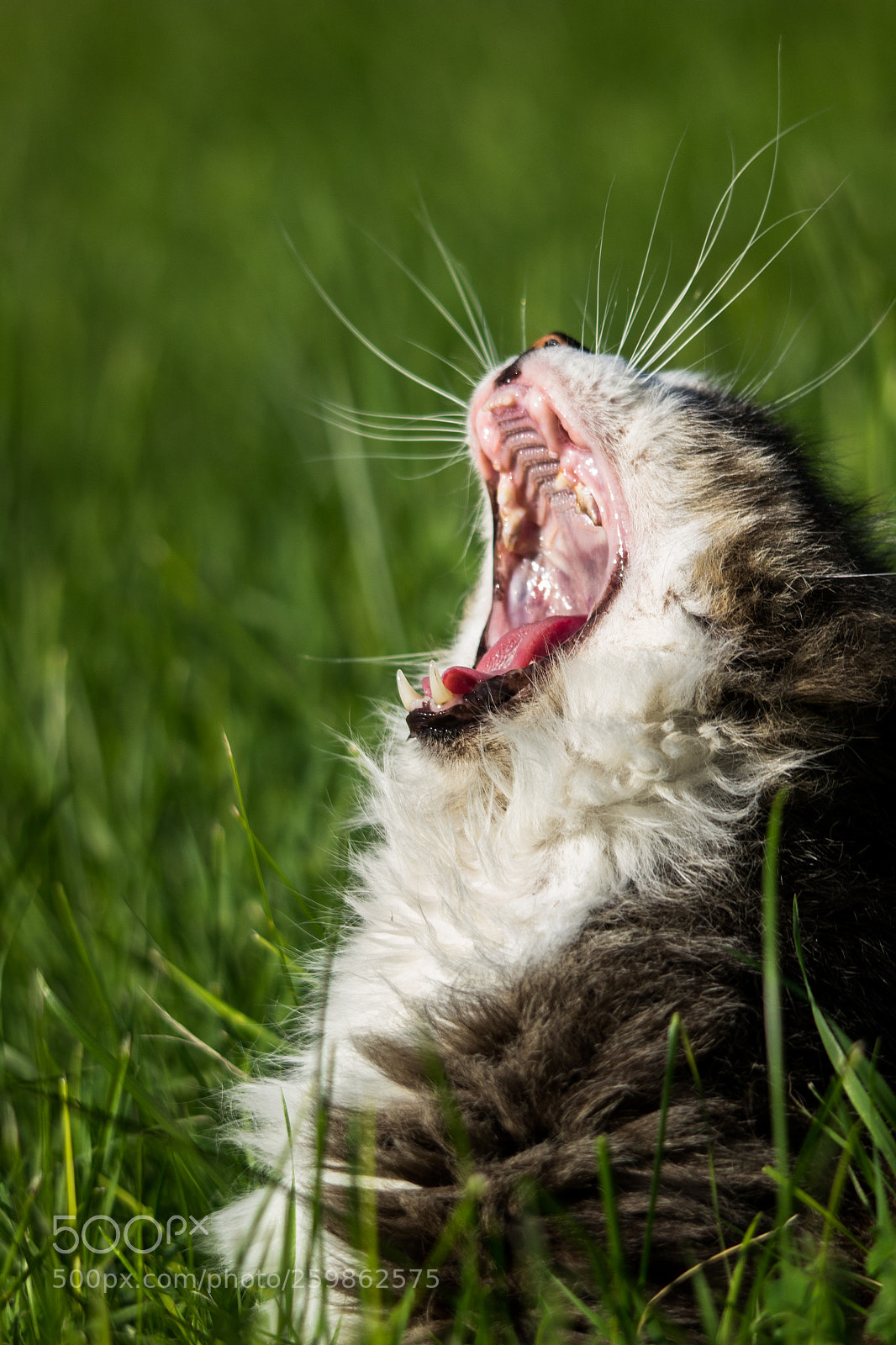 Canon EOS 600D (Rebel EOS T3i / EOS Kiss X5) sample photo. Fake tiger ? photography