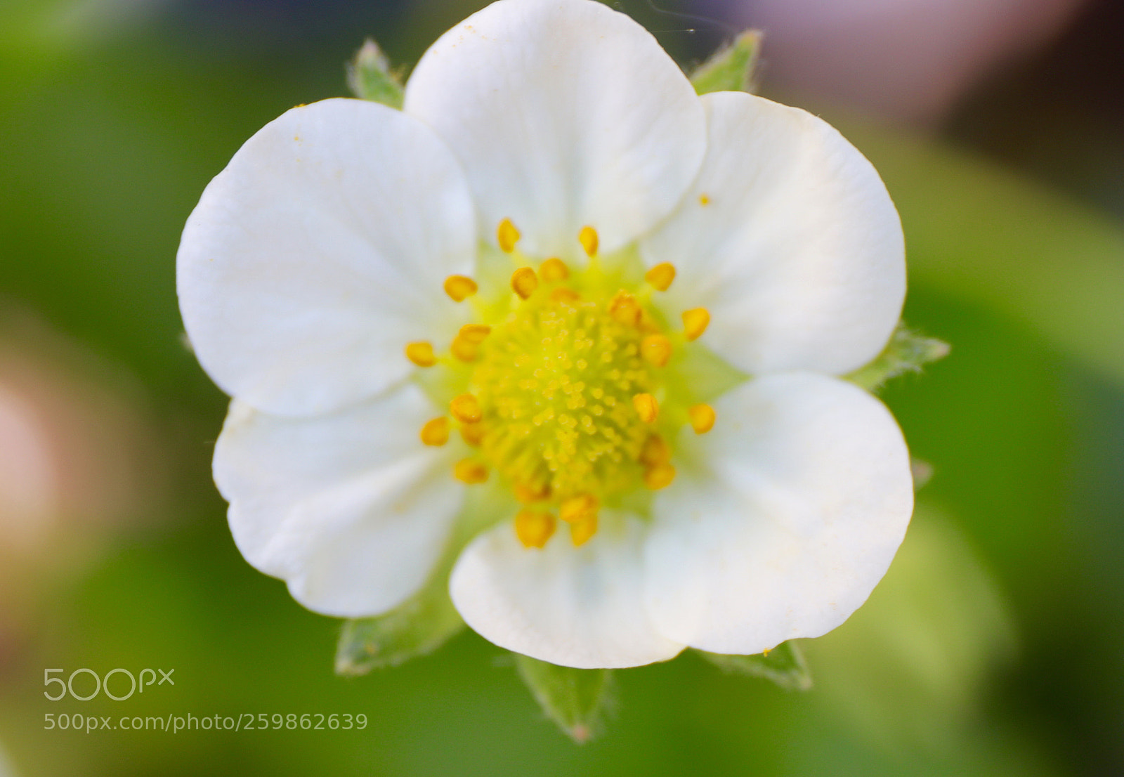Canon EOS 77D (EOS 9000D / EOS 770D) sample photo. Strawberry photography