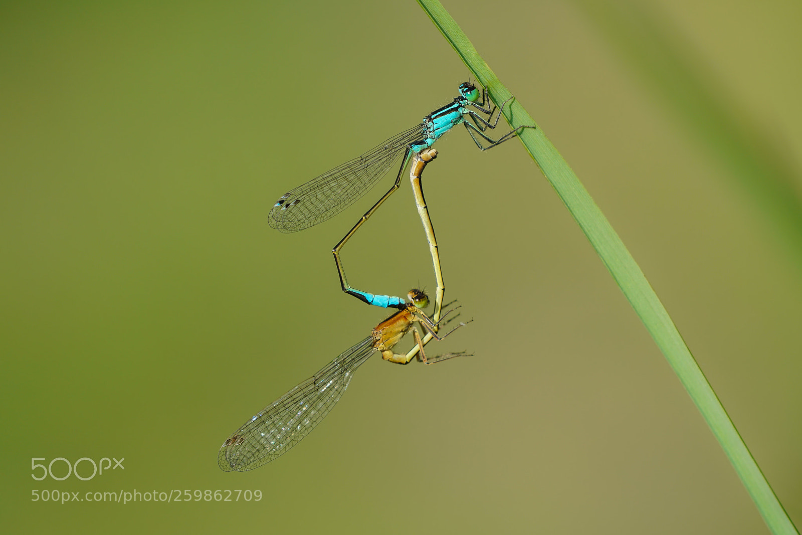 Sony a7R II sample photo. Paarungsrad der kleinen pechlibellen photography
