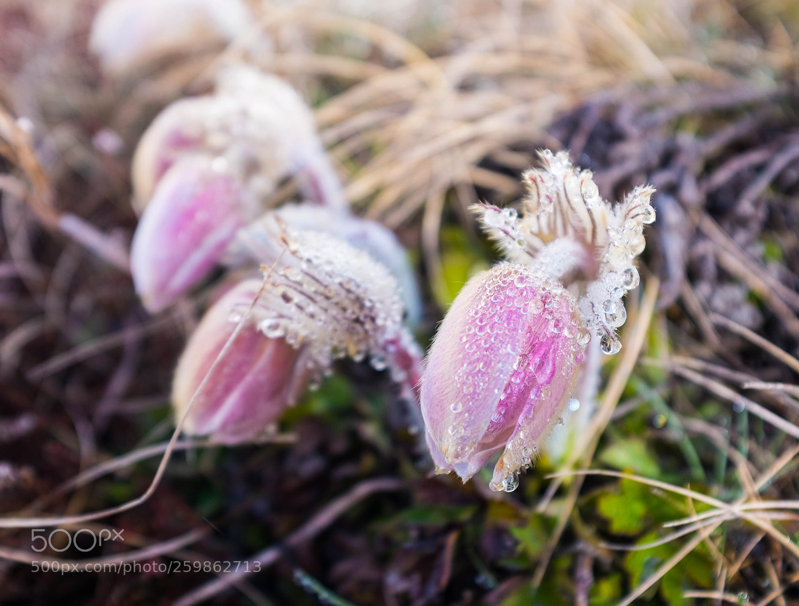 Fujifilm X100T sample photo. Frozen flowers photography