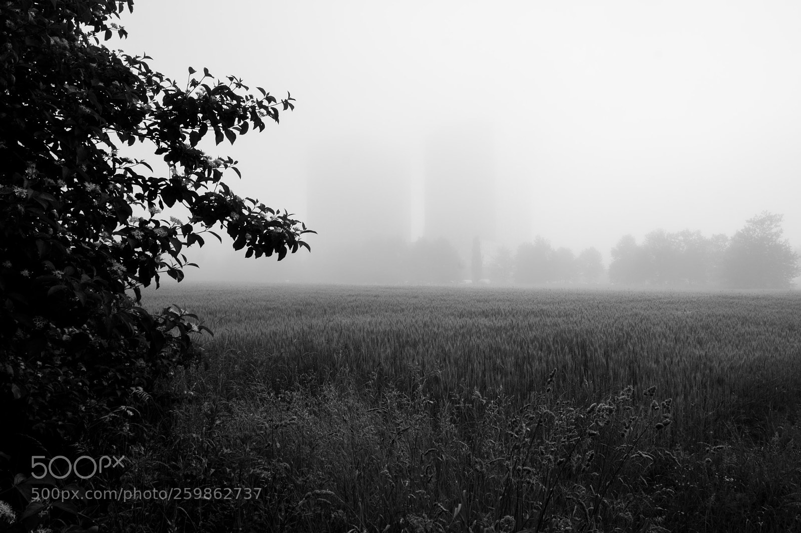 Fujifilm X-E3 sample photo. Towering mist photography