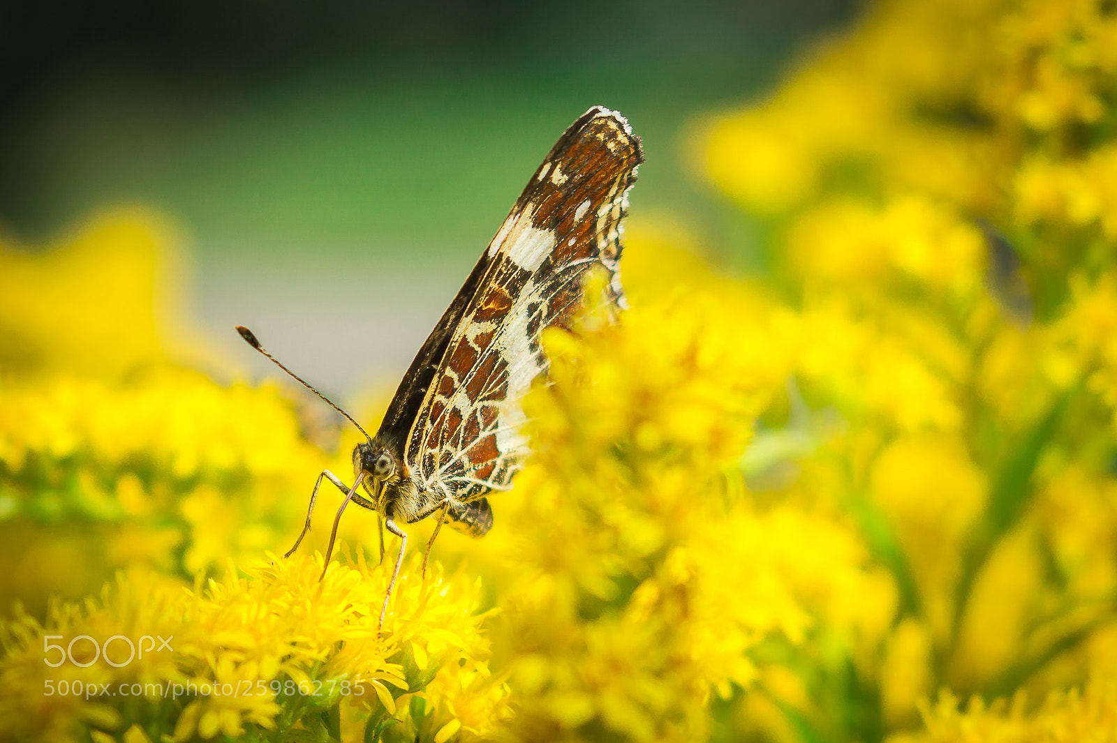 Sony SLT-A58 sample photo. Butterfly photography