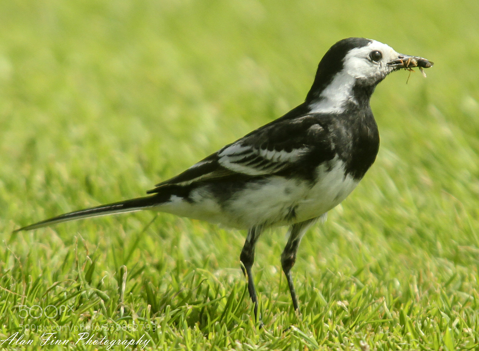 Canon EOS 7D sample photo. A very hungry wagtail photography
