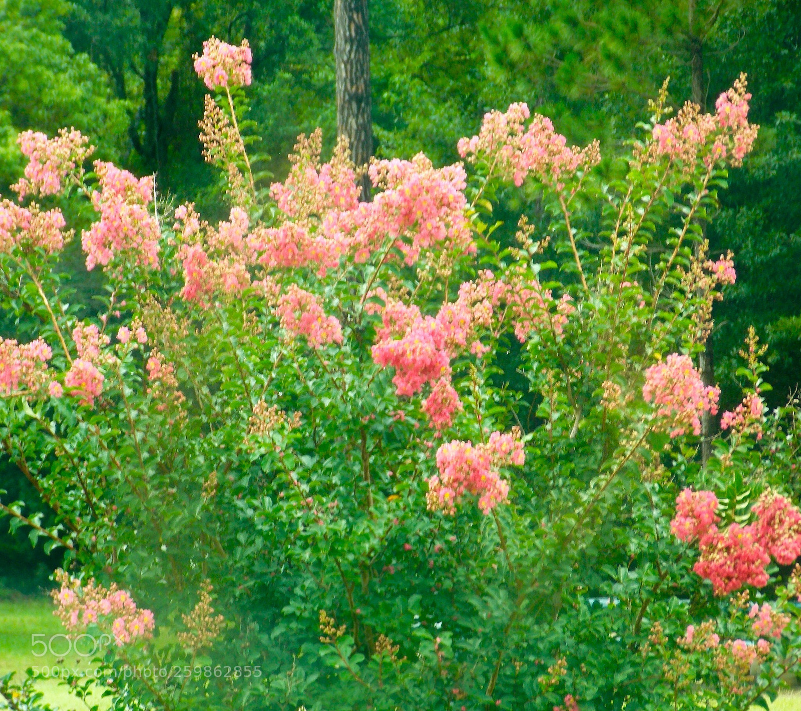 Nikon Coolpix L810 sample photo. Flowers  photography