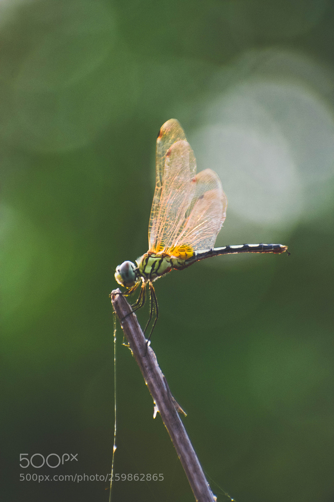 Nikon D3400 sample photo. The dragon fly photography