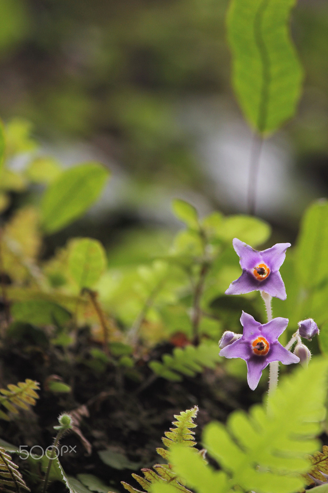 Canon EF-S 55-250mm F4-5.6 IS II sample photo. Two pupils photography