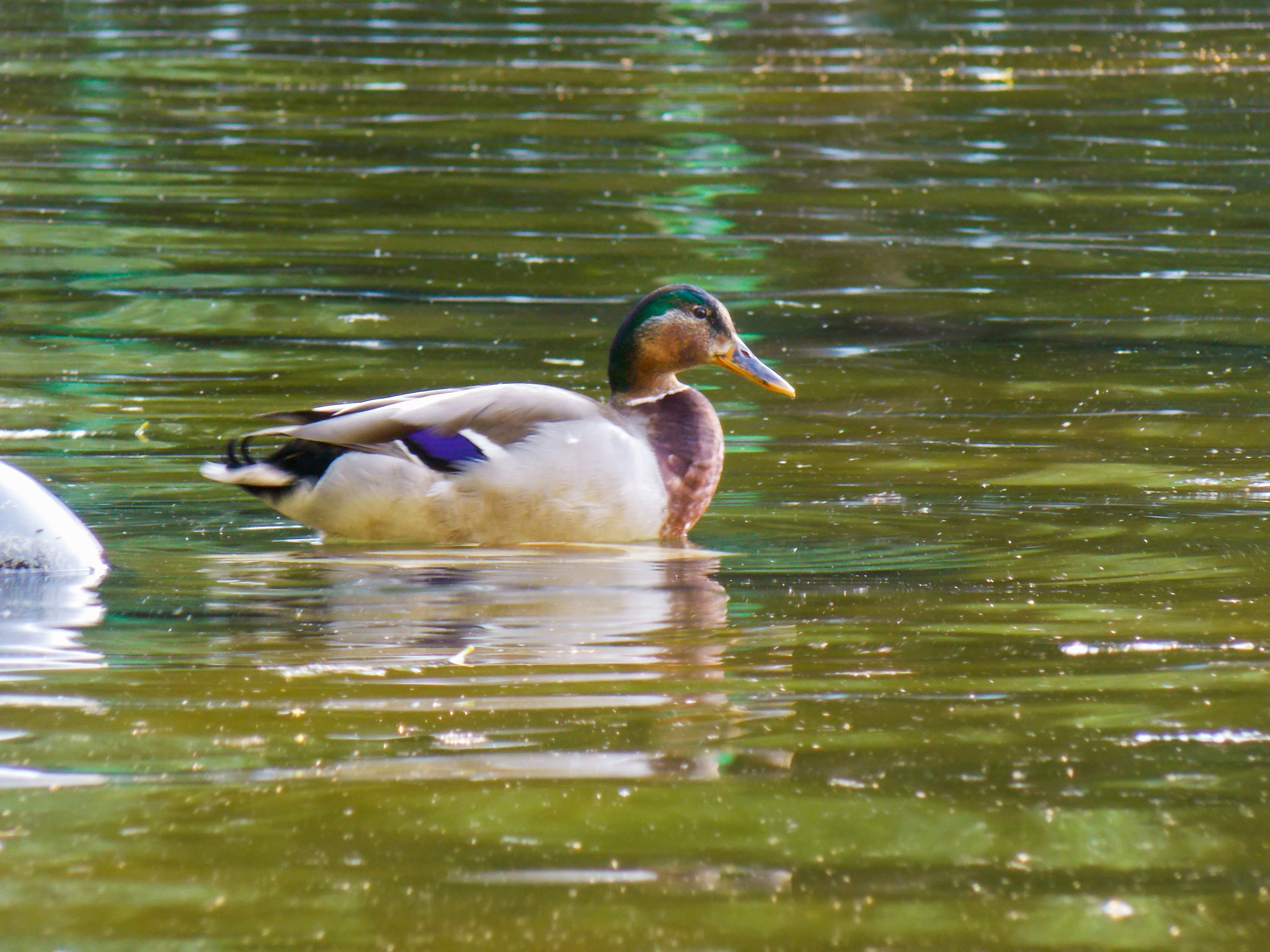 Nikon COOLPIX L320 sample photo. Duck photography