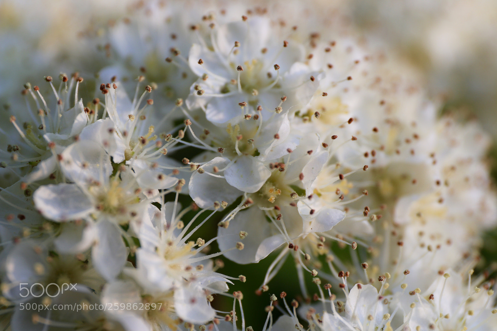 Canon EOS 77D (EOS 9000D / EOS 770D) sample photo. Rowan flower photography