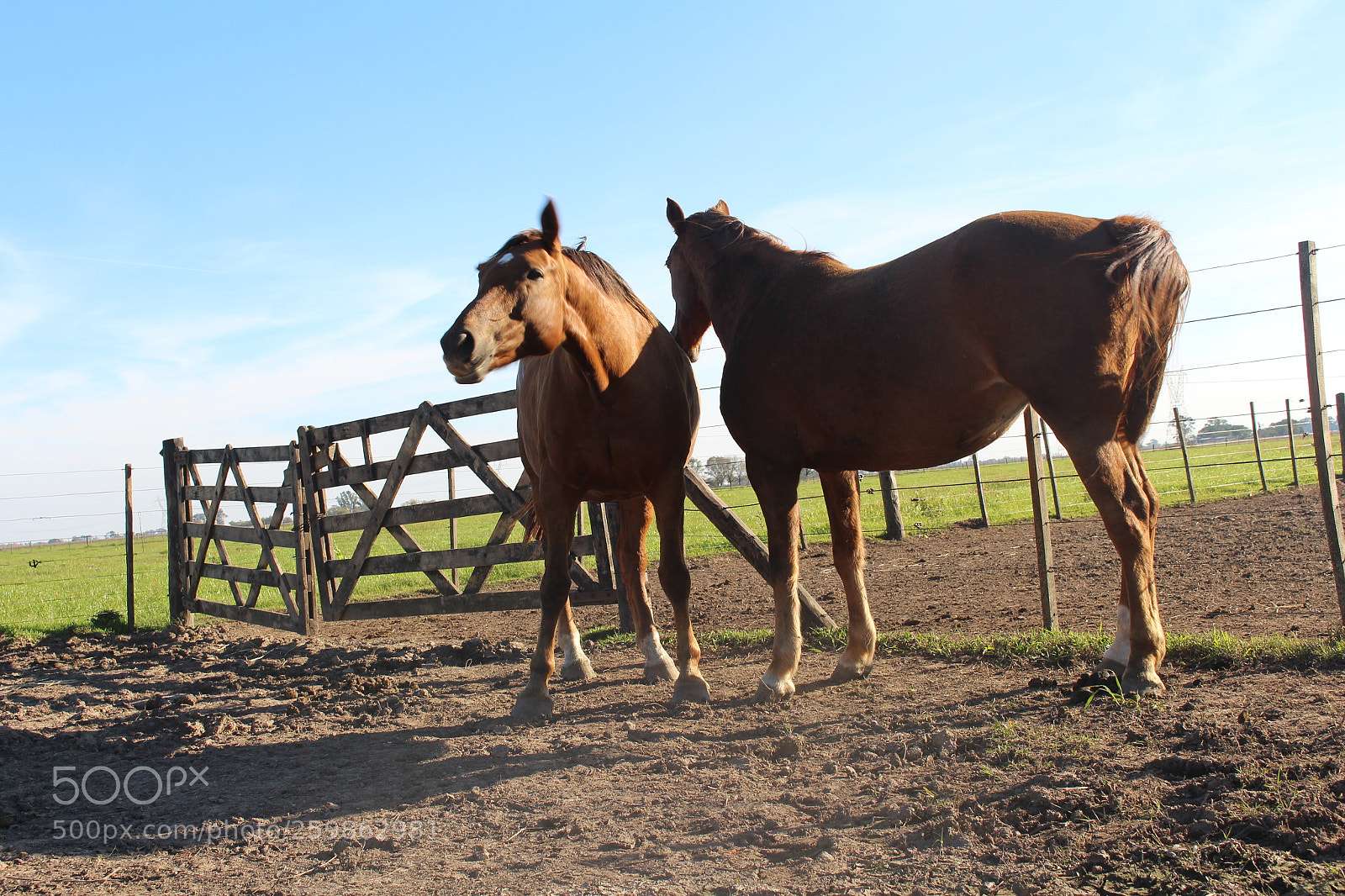 Canon EOS 700D (EOS Rebel T5i / EOS Kiss X7i) sample photo. Caballos photography
