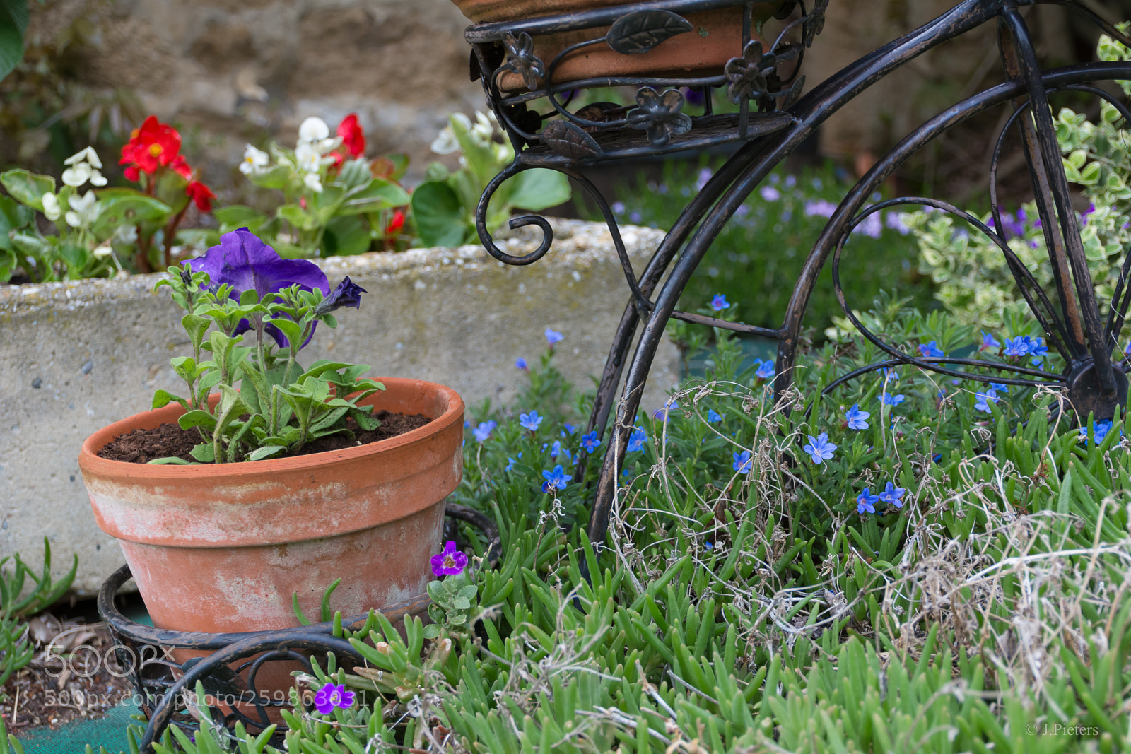 Nikon D7100 sample photo. Fleurs photography